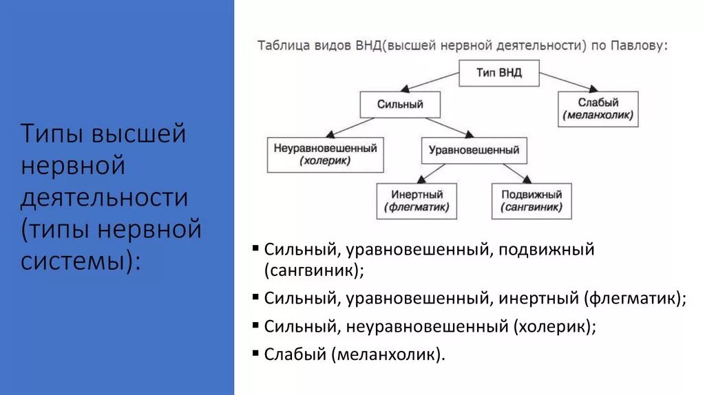 Типы высшей нервной деятельности Павлова. Типы высшей нервной деятельности Павлов физиология. Характеристика типов высшей нервной деятельности по и п Павлову. Высшая нервная деятельность схема. Типах темперамента и п павлова