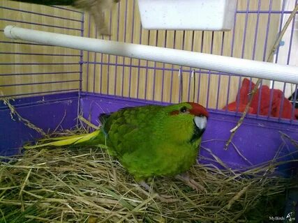 Корелла и какарик в одной клетке