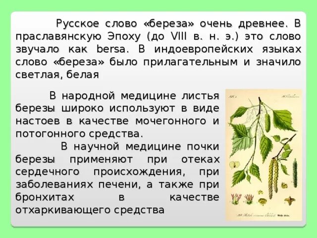 Сообщение о лекарственном растении Березе. Болезни цветка Березка. Доклад береза лекарственная растение. Береза лекарственное растение описание. Прилагательное к слову береза