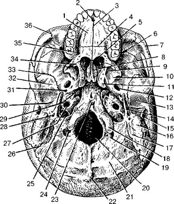 Основание черепа отделы. Основание черепа анатомия. Наружное основание черепа латынь. Кости основания черепа анатомия кт. Анатомия костей основания черепа.