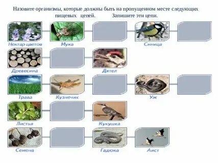 Цепь нектар цветов муха пропуск синица пропуск