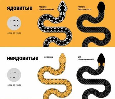 Гадюка анализ