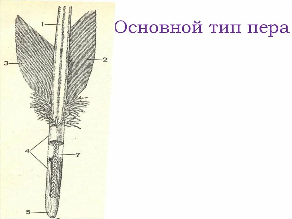 Мешочек для перьев вид подчинительной. Основные типы перьев. Специализированные типы пера. Биология 7 класс основные типы перьев. Типы перьев птиц таблица.