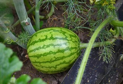 Дыни для подмосковья открытый грунт
