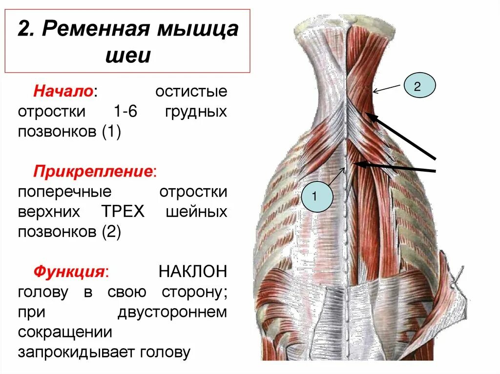 Мышца поднимающая функции. Поперечно остистая мышца шеи. ременная мышца шеи иннервация. поперечно остистая мышца начало и прикрепление функции. ременная мышца головы и шеи анатомия.