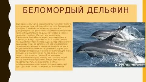 Почему дельфины в красной книге