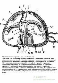 Строение морского ежа