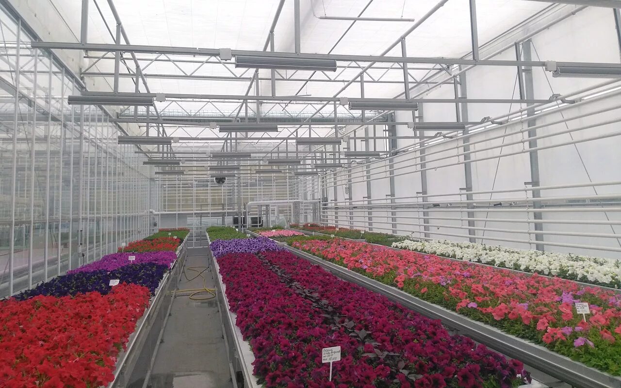 Совхоз пригородный. Совхоз пригородный. Пригородный совхоз совхоз сыктывкар. Пригородный совхоз совхоз сыктывкар. Совхоз пригородный сыктывкар.