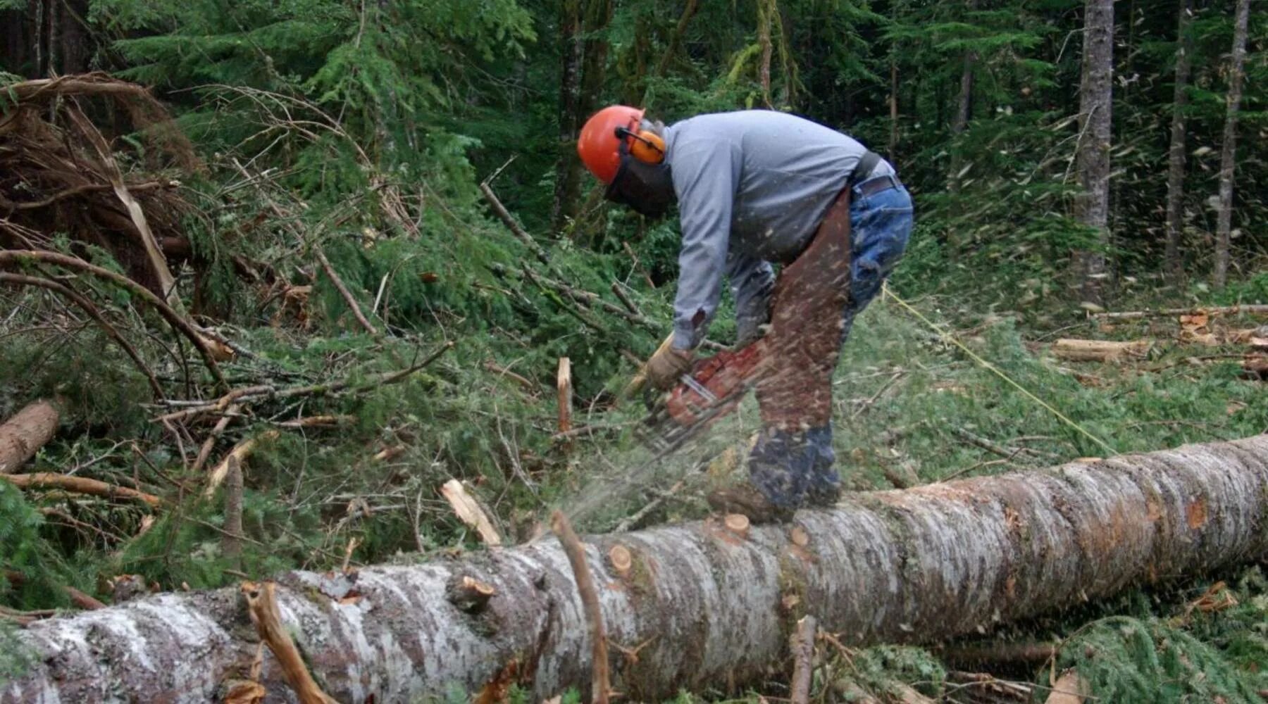 Рубить деревья в лесу. Срубленное дерево. Топор в пеньке. Пень с топором. Незаконная вырубка лесных насаждений.