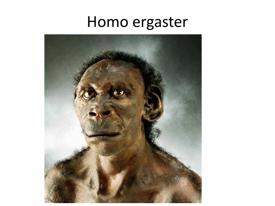 Homo ergaster