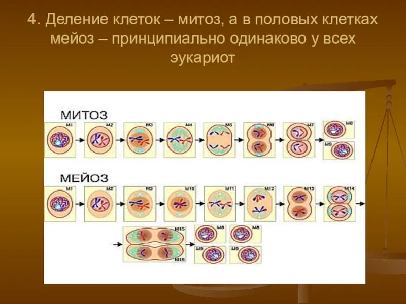 Эукариот - митотическое деление клетки.. Деление эукариотических клеток митоз. Деление клетки митоз. Митоз схема. Контрольная работа по биологии митоз мейоз