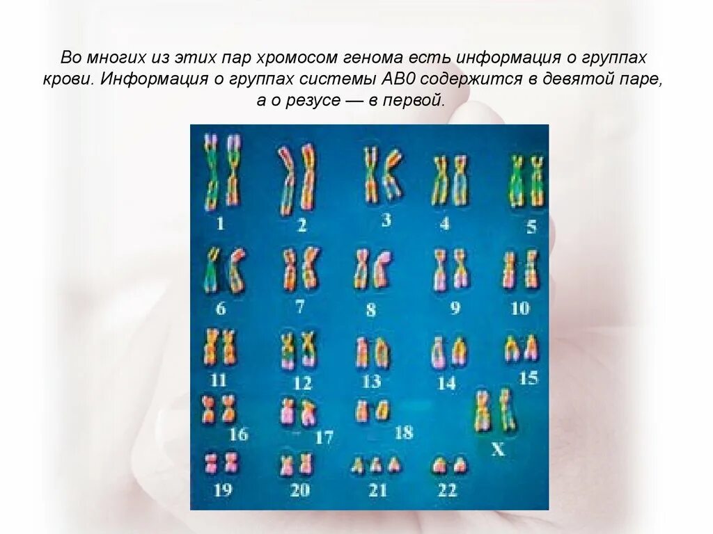 Множественный аллелизм группы крови. Множественный аллелизм в хромосоме. Множественные аллели их взаимодействие. Множественные аллели. Наследование групп крови по системе Abo..