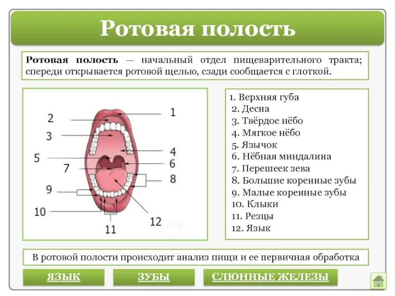 Среда полости рта. Строение ротовой полости ЕГЭ. Ротовая полость ЕГЭ биология. Ротовая полость функции биология. Строение ротовой полости человека.