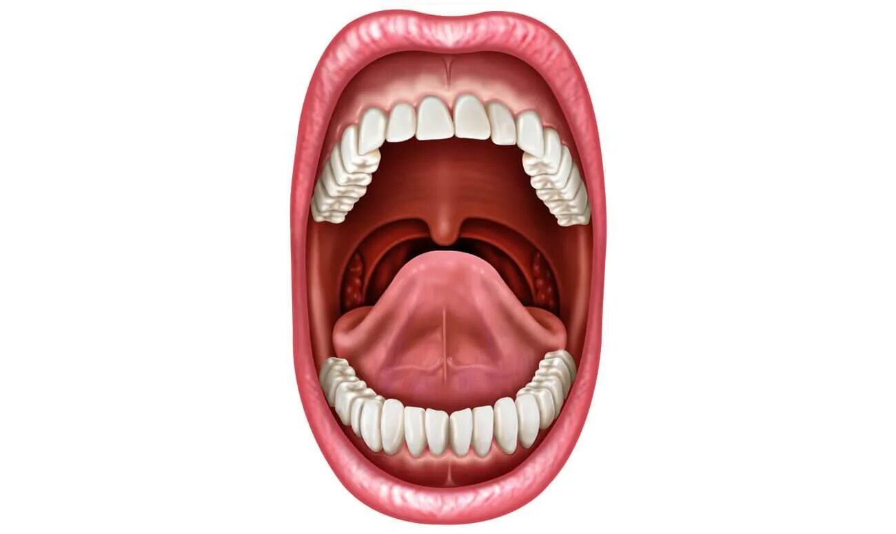 твердое небо человека. твердое небо человека. твердое небо человека. твердое небо человека. твердое небо человека.