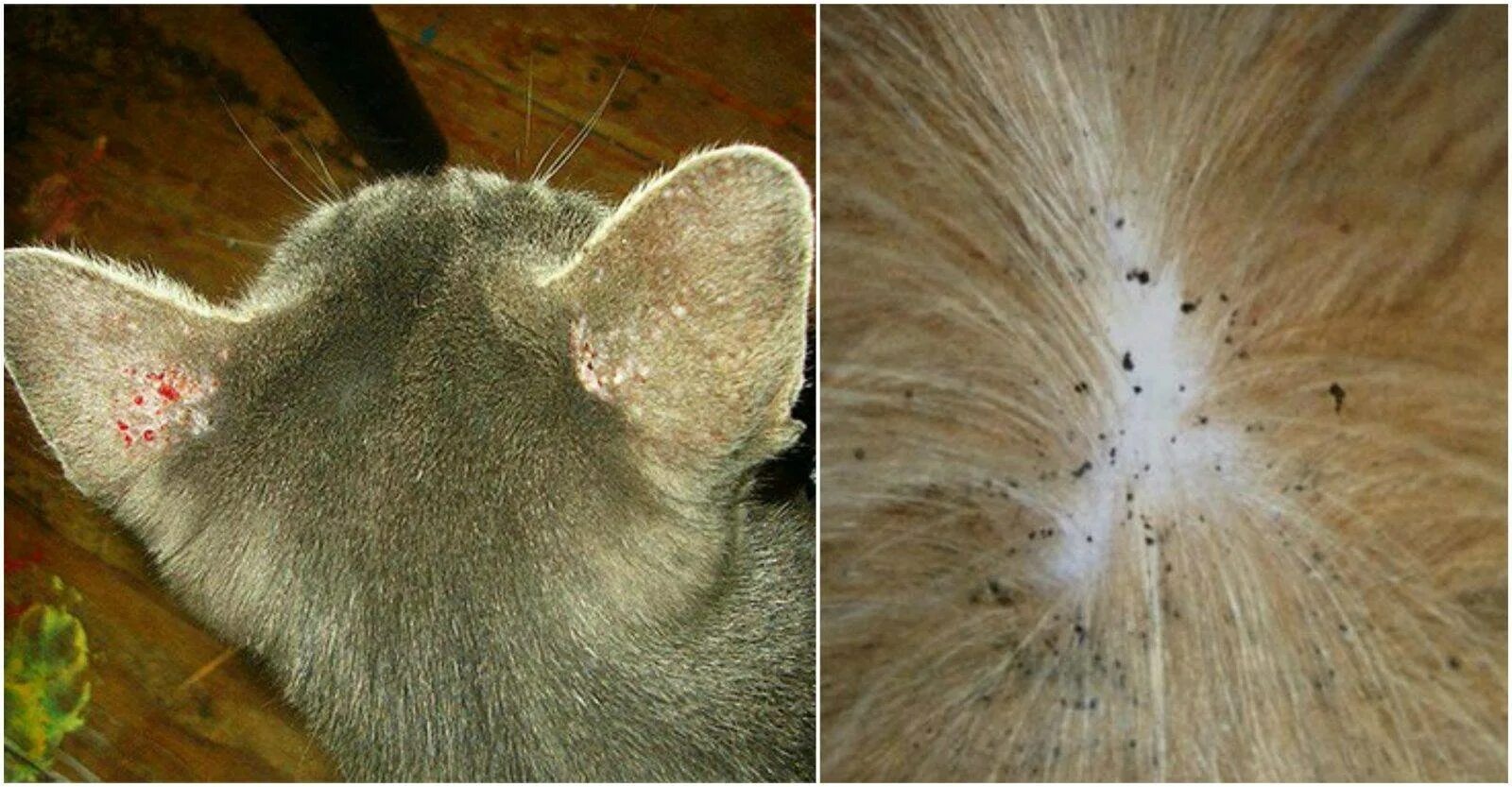 Что делать если кот чешется