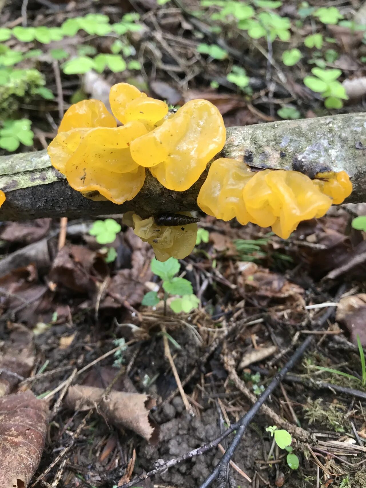 Дрожалка оранжевая (Tremella mesenterica). Дрожалка оранжевая съедобный гриб. Дрожалка желтая. Гриб Дрожалка листоватая (Tremella foliacea).