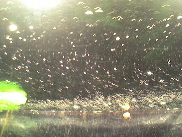 Пузырьки в аквариуме. Пузыри в аквариуме на поверхности. Пузырьки на поверхности воды в аквариуме. Бактериальная пленка на воде. Почему пузыри в аквариуме
