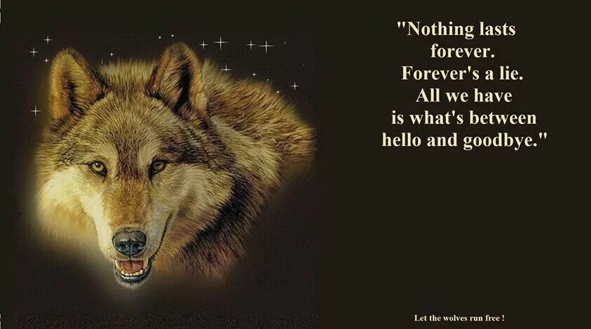 You are the wolf. Волк мотивация. футболка с цитатами волка. wolf quotes. the wolves are returning.