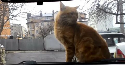 Такси рыжий кот