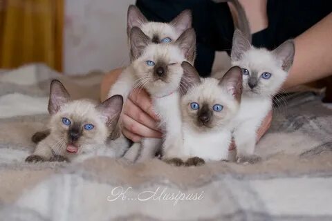 Тайский котенок в добрые