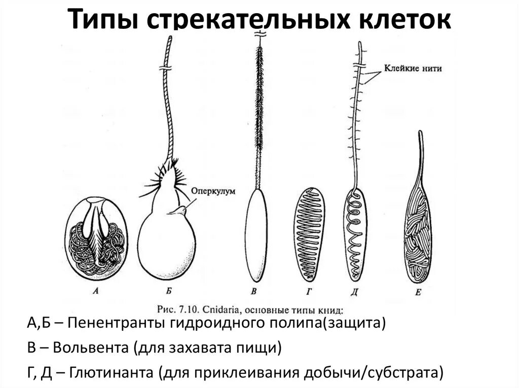 В каком слое находится стрекательная клетка. Строение стрекательной клетки. Пенетранты вольвенты глютинанты. Виды стрекательных клеток гидры. Типы стрекательных клеток у кишечнополостных.