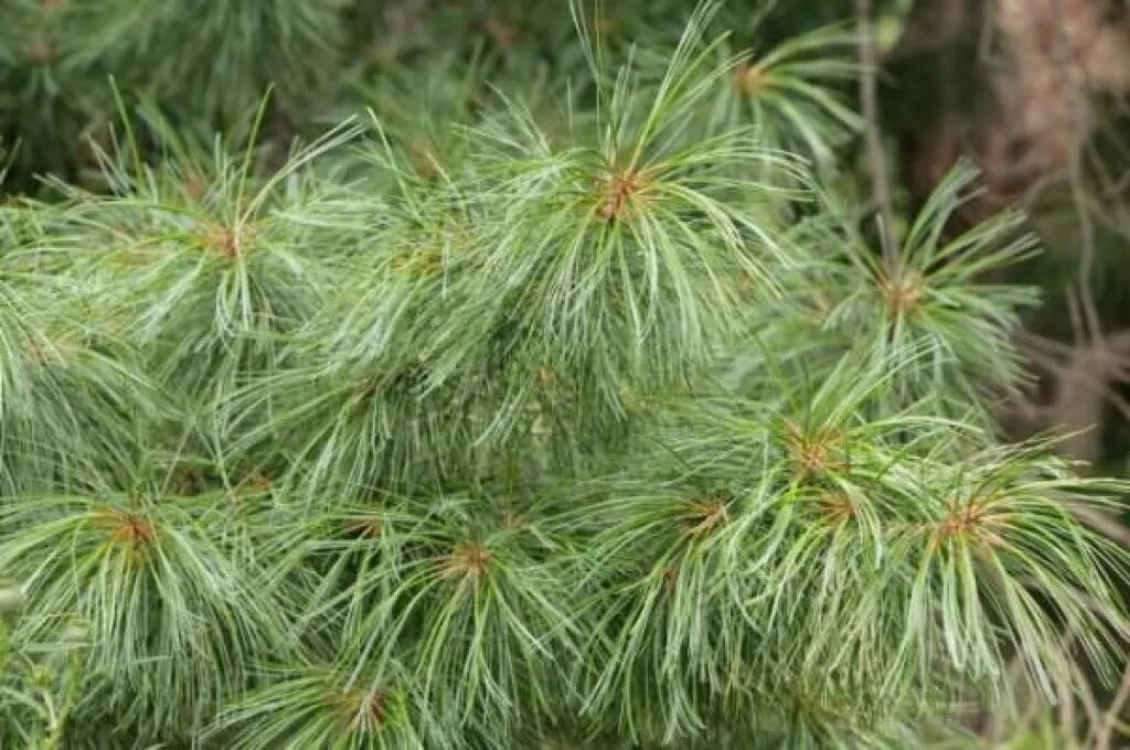 Кедр хвойная порода. Pinus armandii. Сосна Веймутова хвоя. Pinus armandii Franch.. Pinus armandii Meduza.