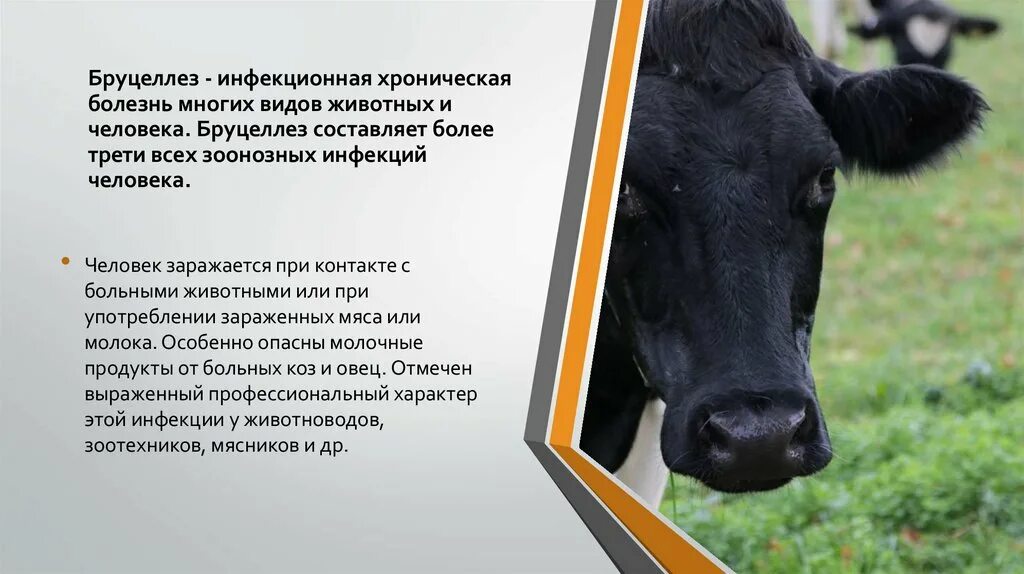 Инфекционные и инвазионные болезни животных. Бруцеллез инфекционные болезни животных. бруцеллез животных презентация. бруцеллез ветеринария.