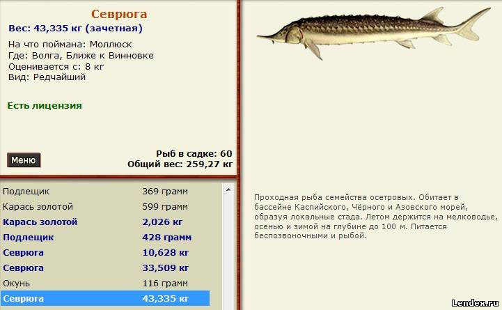 севрюга рыба. севрюга описание рыбы. севрюга фото и описание. осетр белуга стерлядь севрюга. севрюга биология.