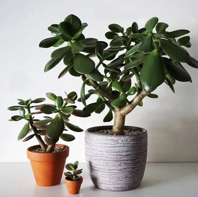 денежное дерево крассула приметы. крассула цветок денежное дерево. почему нельзя держать дома толстянка денежное. крассула овата джейд. крассула (денежное дерево).