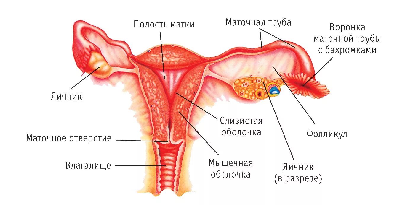 Яичниковая бахромка маточной трубы. Бахромка маточнойтпубы. Внутреннее строение матки анатомия. Строение яичников и маточных труб.