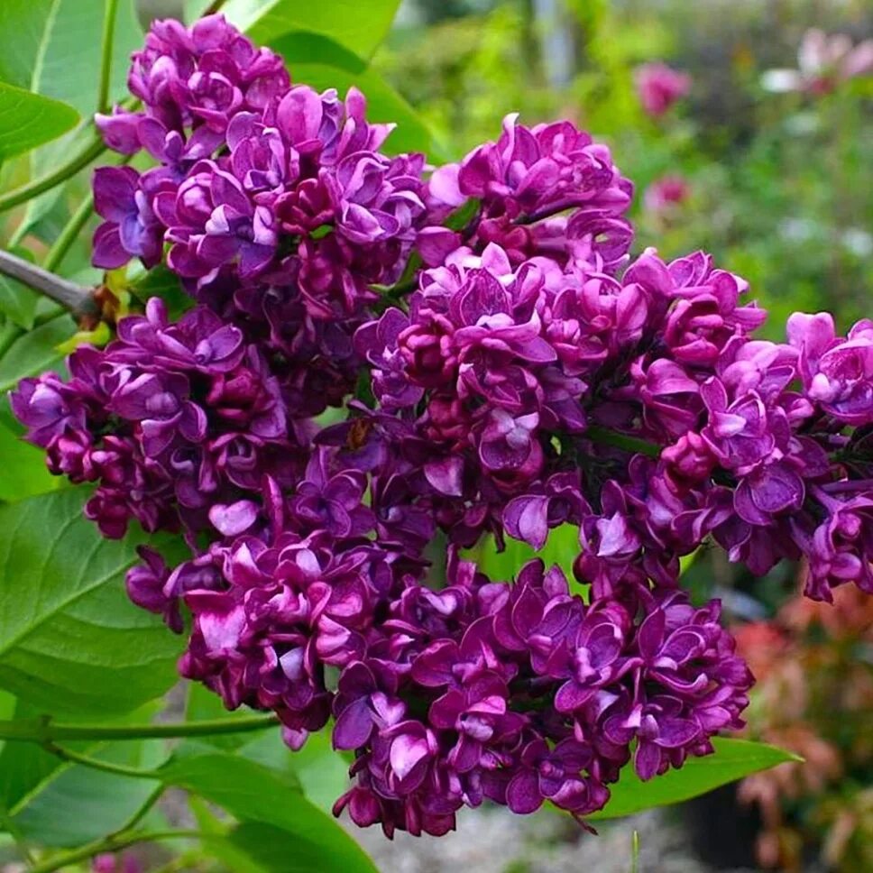 Название сирени сорта. Syringa vulgaris Charles Joly.