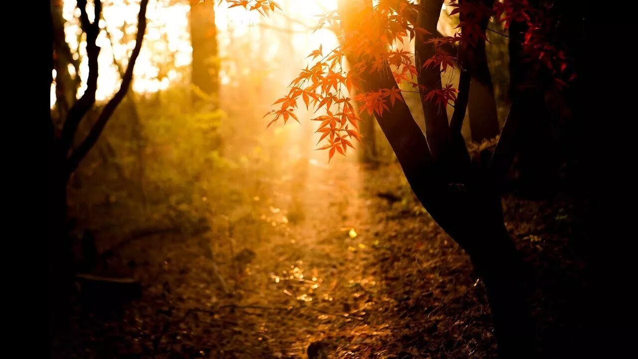 Включи света осень. Осенний свет. Осень свет. Осенний свет фото. Осень свет справа.