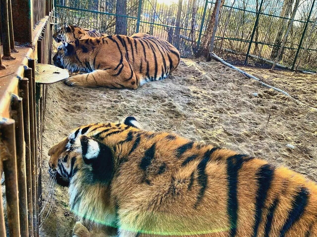 Дом тигра канал резервный. Девушка кормит тигра. Группа тигра. Дом тигра - tiger house. Дом тигра 2015.