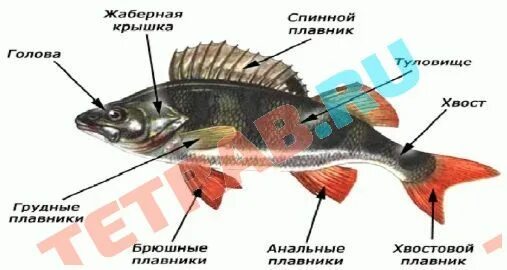 Сколько парных плавников как они называются. Брюшной плавник у рыб. грудной и брюшной плавник у рыб. парные плавники у рыб. расположение парных и непарных плавников у рыб.