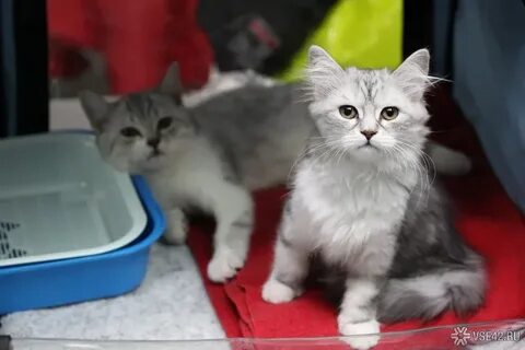 Котята в новокузнецке