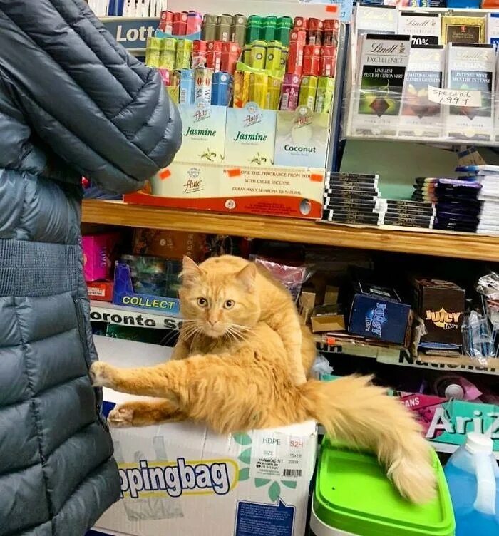 Магазин кошечек. Кот в магазине. Кошка в магазине. Кошачий магазин. Магазин котик.