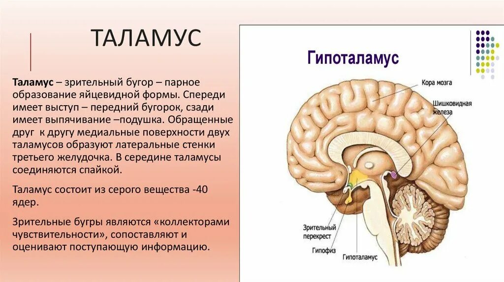 Какие отделы головного мозга выделяют. Промежуточный мозг таламус гипоталамус. Промежуточный мозг гипоталамус строение и функции. Строение отдела промежуточного мозга. Структуры отделов и функции промежуточного мозга.