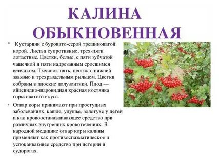 Калина 2 класс окружающий мир