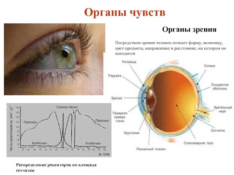 Распределение зрения. Рецепторные органы зрения. Зрение орган ощущения. Рецепторам органа зрения является.