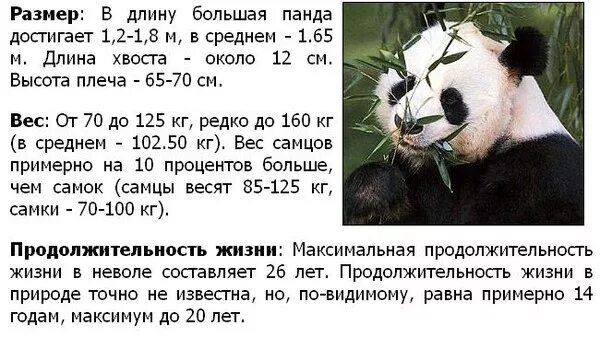 Продолжительность жизни большой панды. Вес панды. Вес панды взрослой. Вес большой панды.