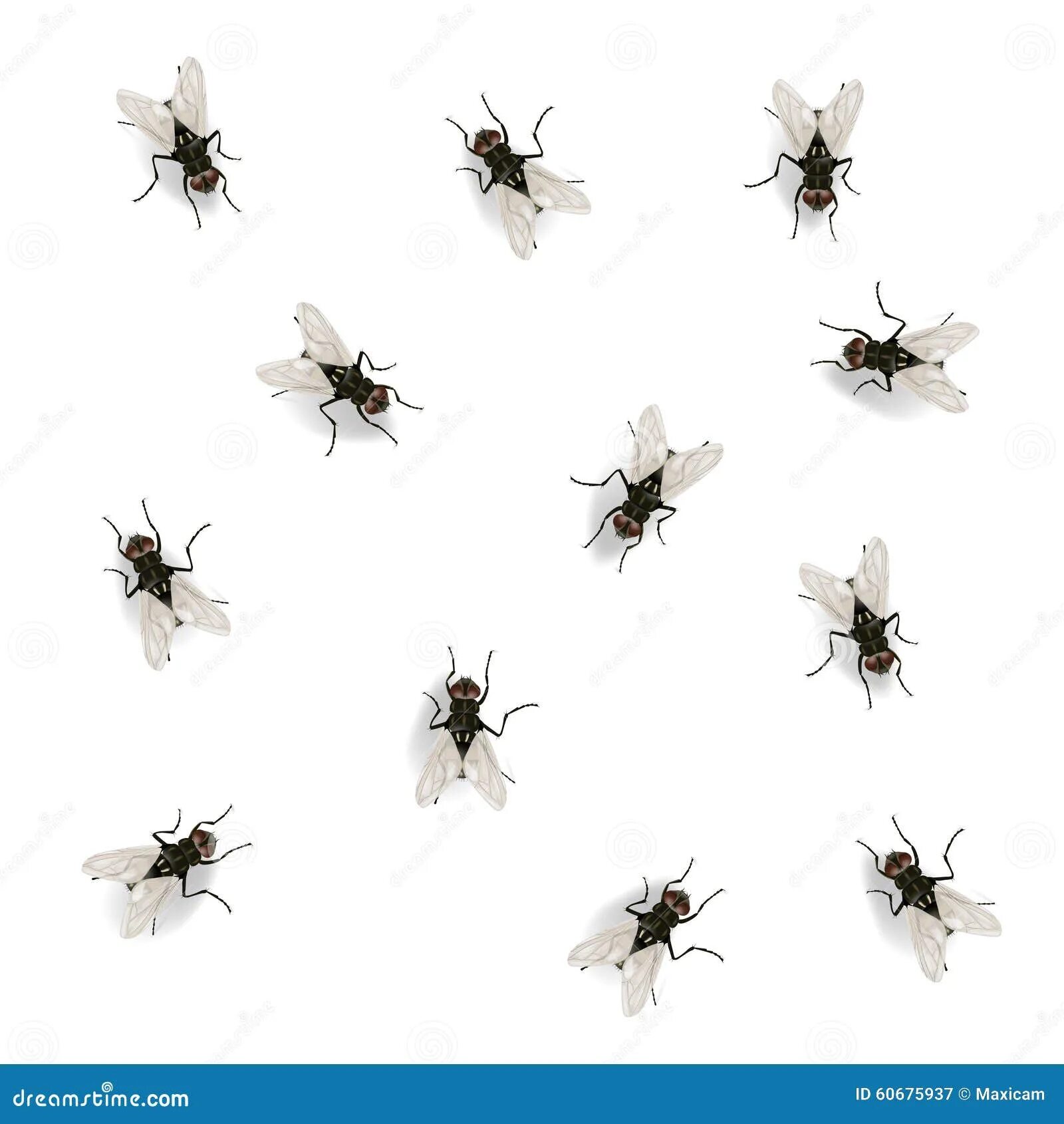 Bugs flies