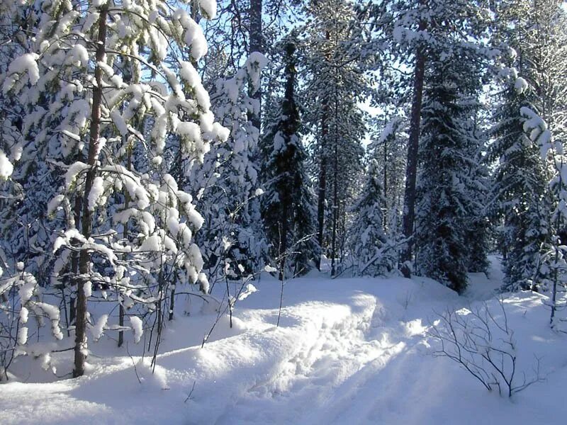зима фото. с наступающим" на снегу. зимний лес деревья в снегу. волшебница-зима. волшебный зимний лес.