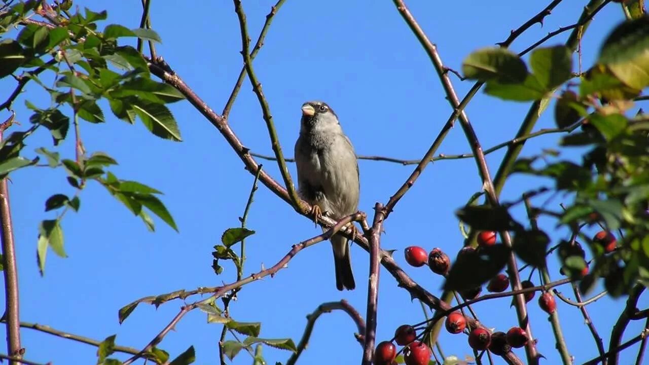 Страсти христовы терновый венок. Терновник желтоплодный. Терновник колючки. Терновник ютуб. Терн терновник куст.