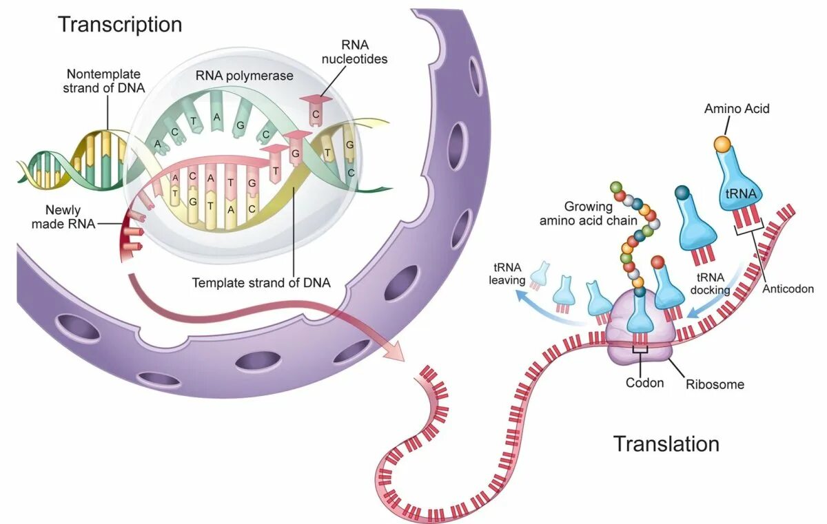 DNA Transcription. Transcription DNA RNA. Транскрипция ДНК. Транскрипция РНК.