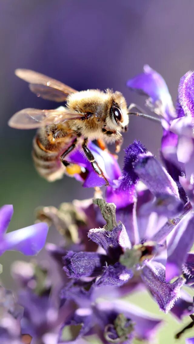 Шмель на сирени. Сиреневые цветы. Пчела на цветке. Пчела на сирени.
