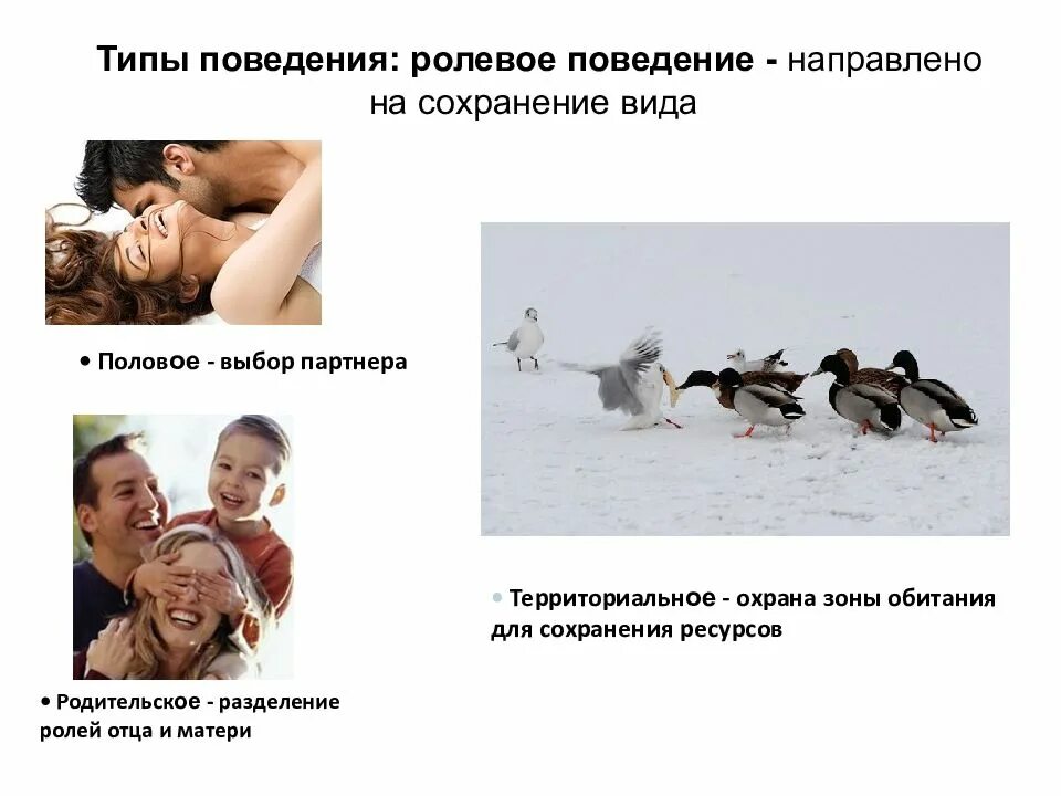 Физиологическое поведение. Поведение это физиология. физиологические основы целенаправленного поведения. типы поведения. результат поведения это.