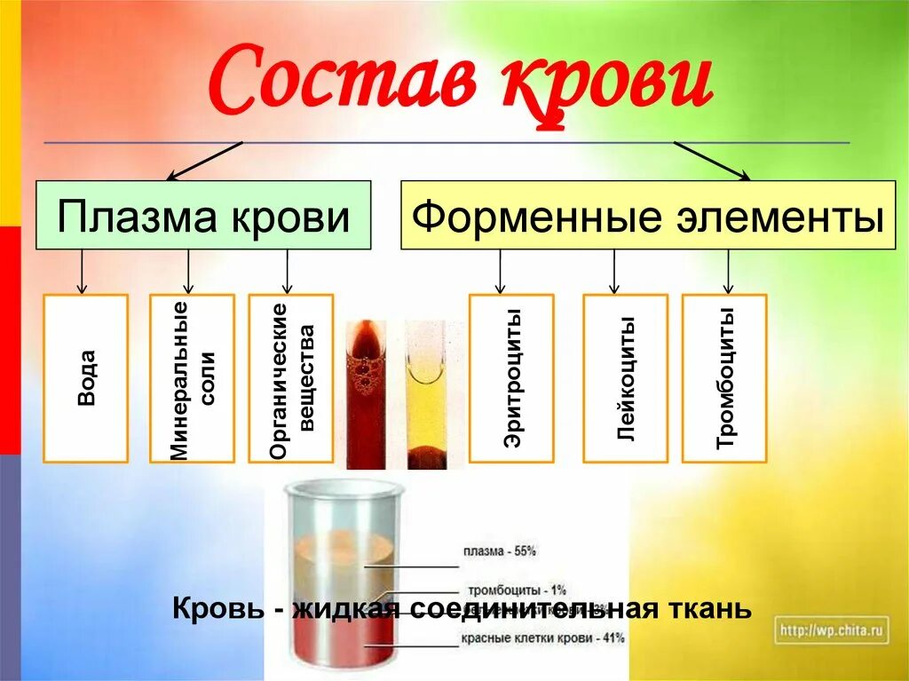 Плазма состоит из. Состав крови плазма и сыворотка крови. состав крови состав сыворотки плазмы крови. 3. плазма крови состав. что такое плазма крови? состав плазмы крови..