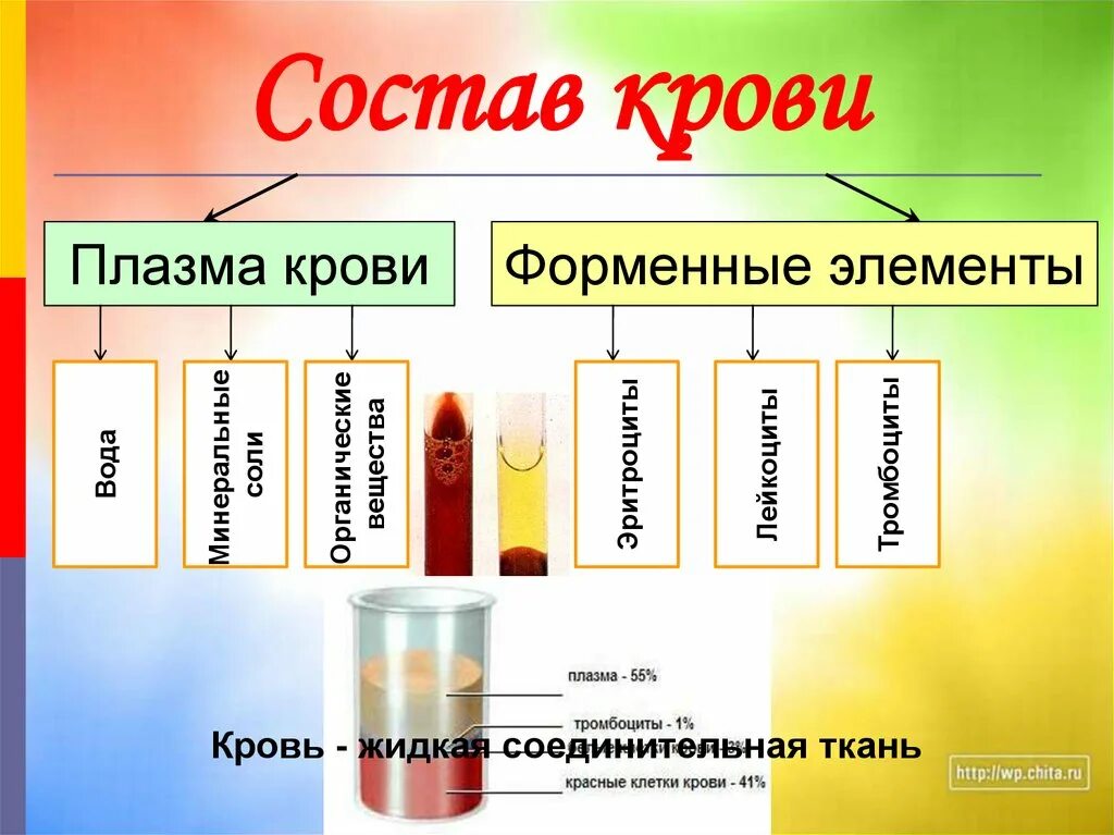 Форма плазмы крови. Строение плазмы крови человека. Состав плазмы и сыворотки крови. Из чего состоит плазма крови. Плазма крови и ее функции.