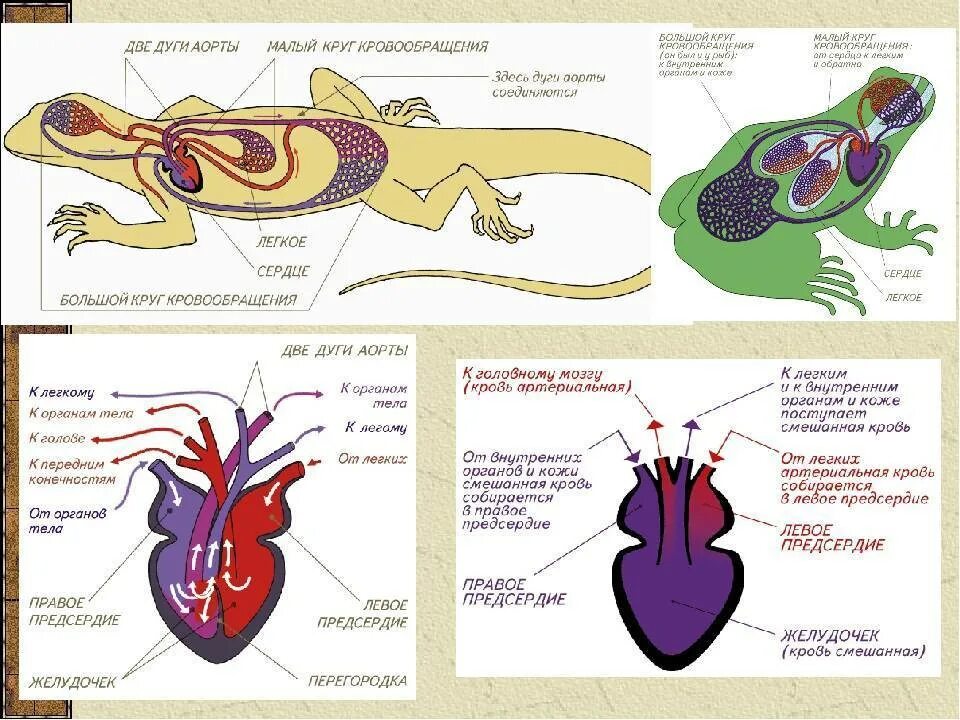 Круг кровообращения черепахи. Внутреннее строение пресмыкающихся схема. Кровеносная система система пресмыкающихся. Пресмыкающиеся внешнее и внутреннее строение. Пресмыкающиеся внутреннее строение ящерицы.