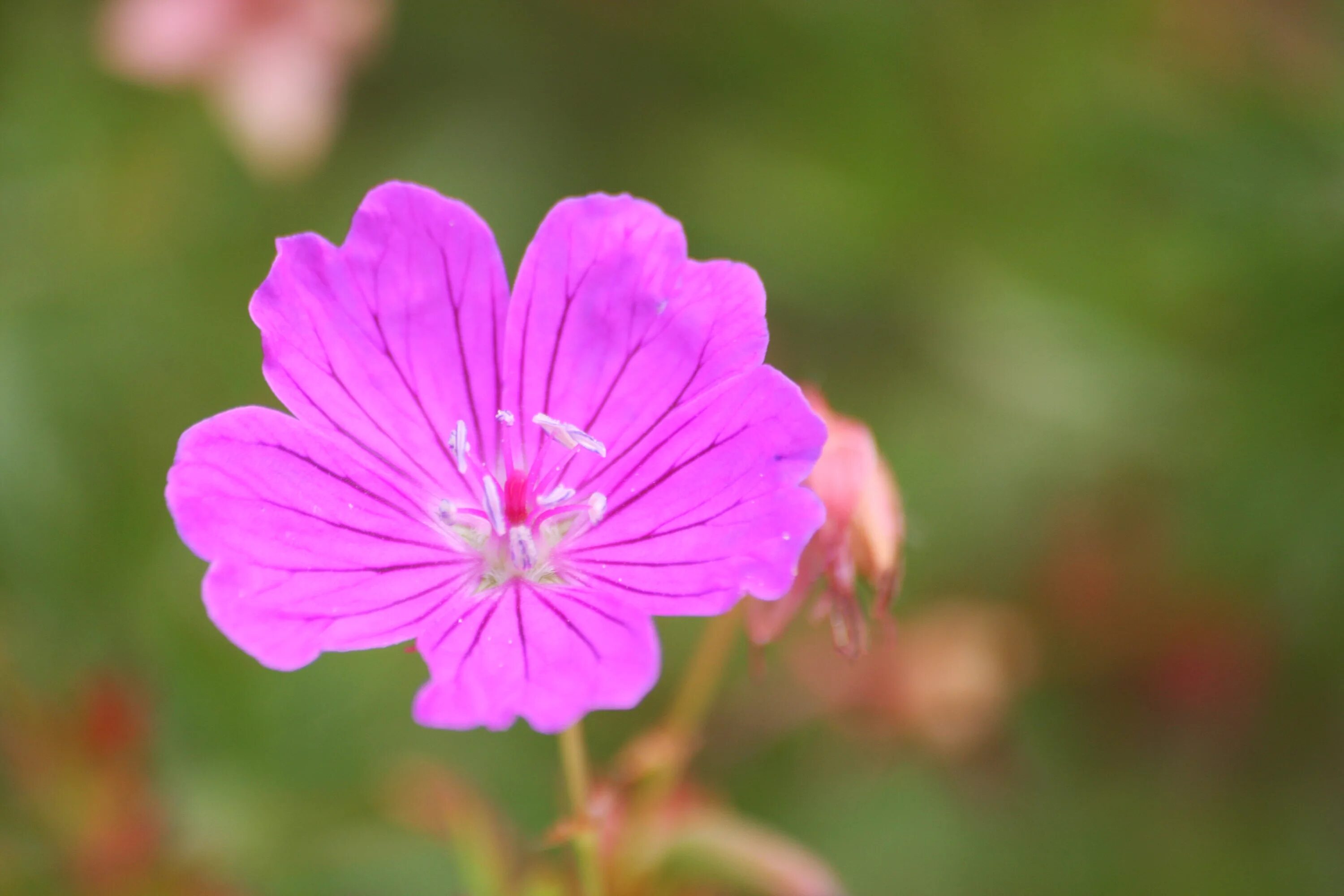 Geranium sanguineum. Герань Макс Фрай. Герань кроваво-красная Vision Pink.